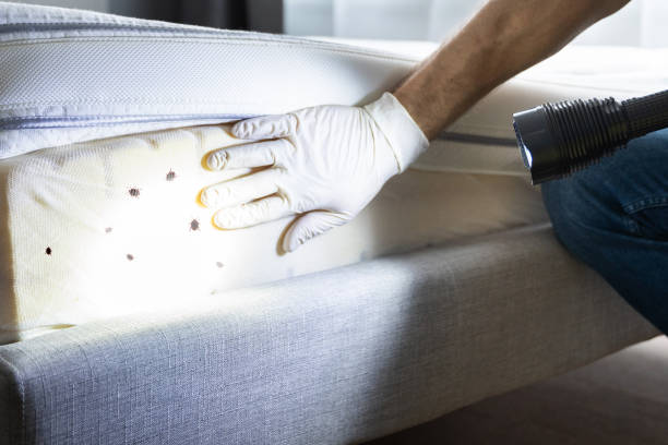 Best Flea Control Services  in Union Point, GA